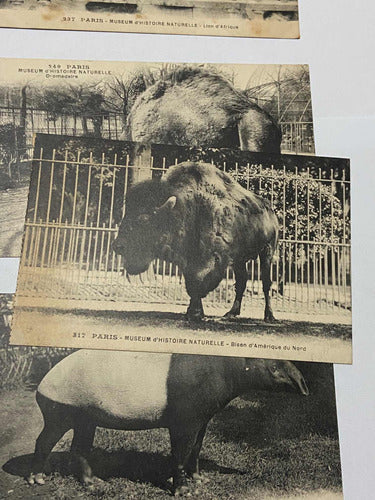 Antiga Coleção Cartões Postais Fotos De Animais Museu Paris