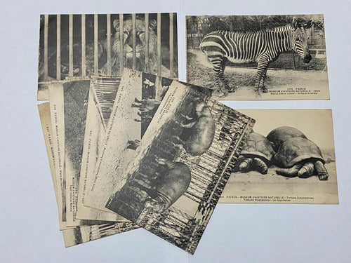 Antiga Coleção Cartões Postais Fotos De Animais Museu Paris