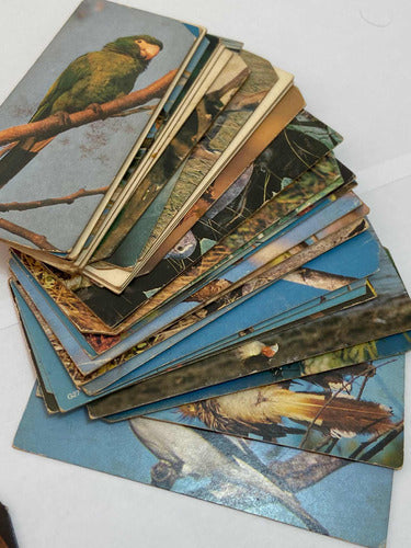 Antigas Figurinhas Cards Surpresa Nestle