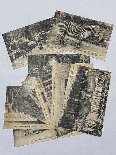 Antiga Coleção Cartões Postais Fotos De Animais Museu Paris