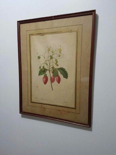 Quadro Antigo Gravura Pierre Joseph Redouté