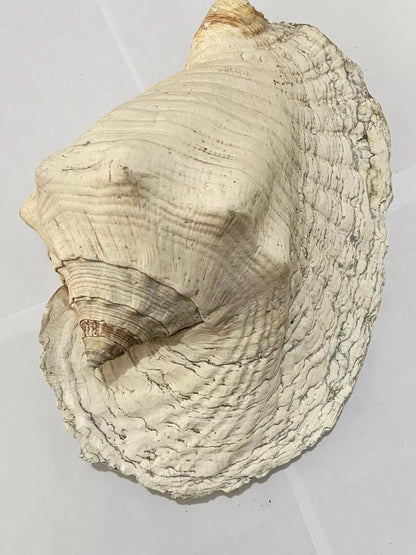 Concha Do Mar Rara Búzio Gigante Natural Strombus 33cm
