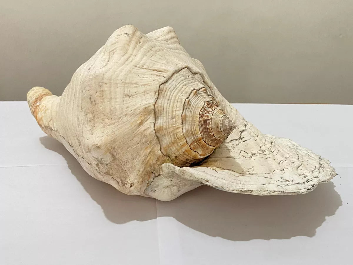 Concha Do Mar Rara Búzio Gigante Natural Strombus 33cm
