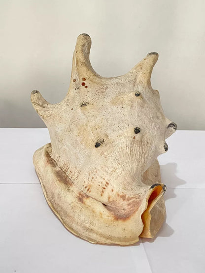 Concha Do Mar Lambis Truncata Gigante Antiga 23cm