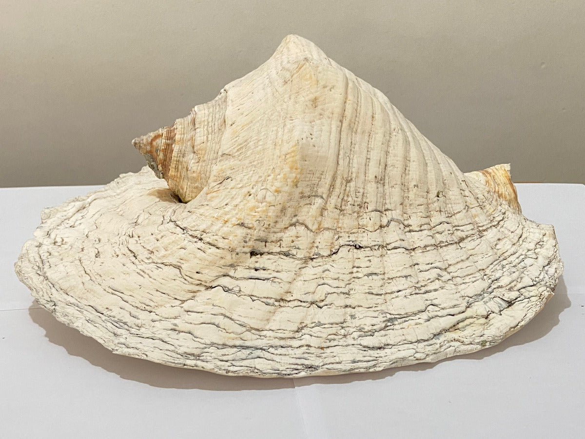 Concha Do Mar Rara Búzio Gigante Natural Strombus 33cm