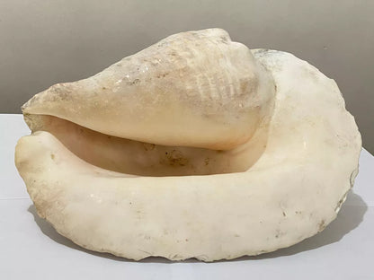 Concha Do Mar Rara Búzio Gigante Natural Strombus 33cm