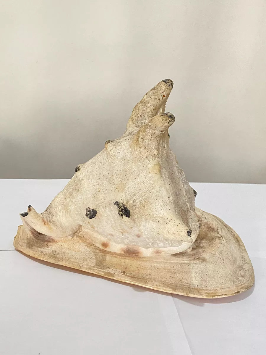 Concha Do Mar Lambis Truncata Gigante Antiga 23cm