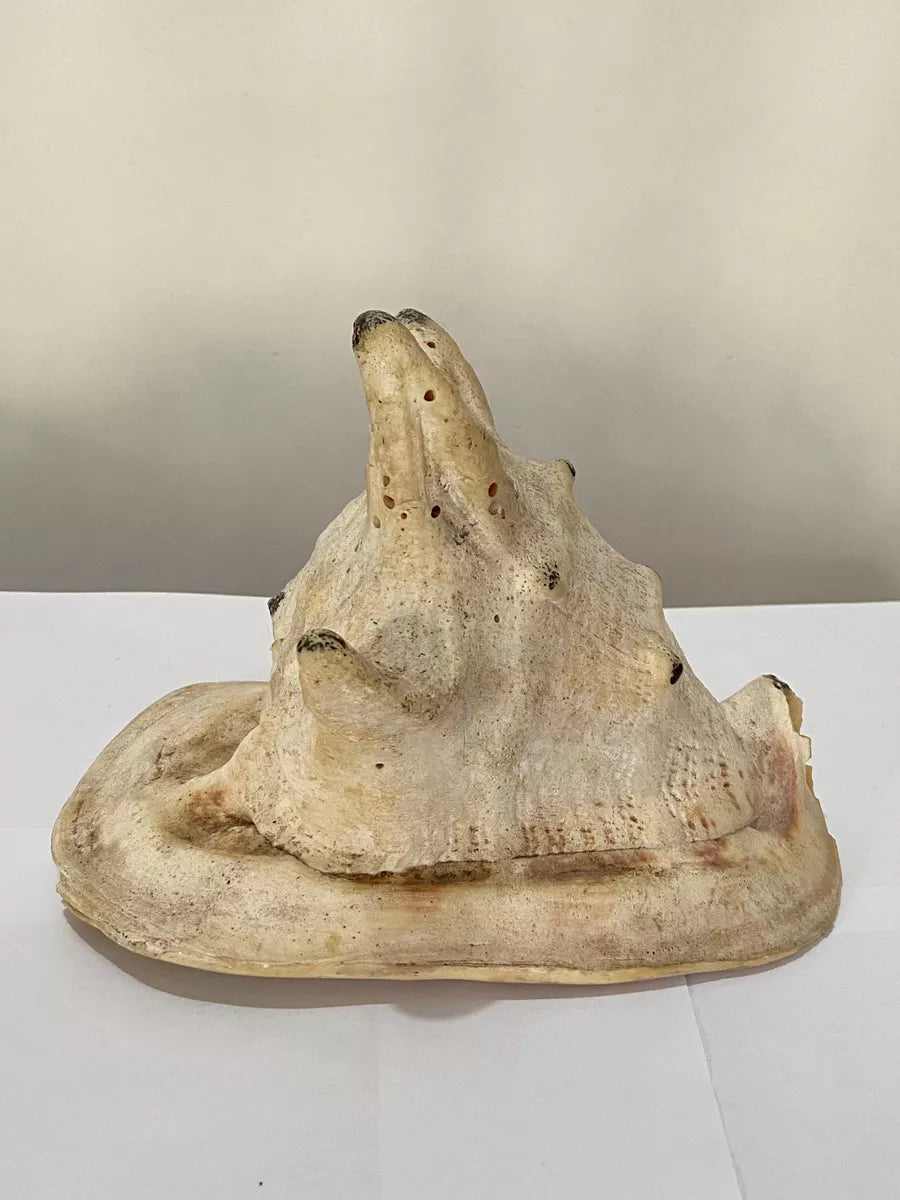 Concha Do Mar Lambis Truncata Gigante Antiga 23cm