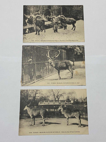 Antiga Coleção Cartões Postais Fotos De Animais Museu Paris