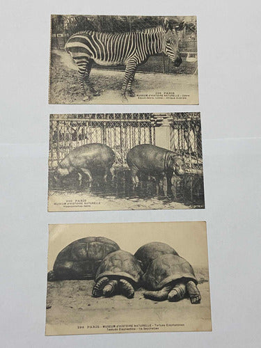 Antiga Coleção Cartões Postais Fotos De Animais Museu Paris