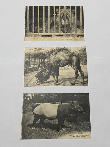 Antiga Coleção Cartões Postais Fotos De Animais Museu Paris