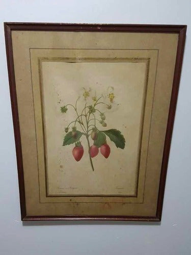 Quadro Antigo Gravura Pierre Joseph Redouté